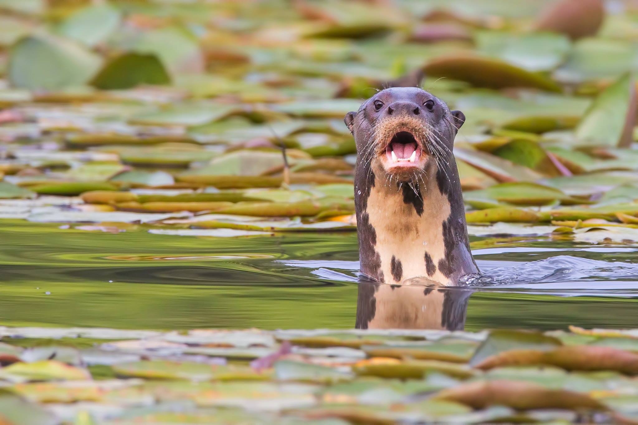 Giant Otter